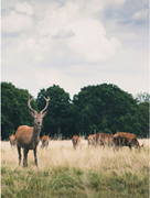 Tasmin Trail Walk - Kinleigh, Folkard & Hayward